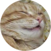 Lol cats (@catscontent) 13