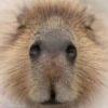 CapybaRa 22
