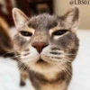 Cats? 24