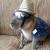 CapybaRa 24