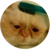 Lol cats (@catscontent) 14