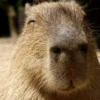 CapybaRa 25