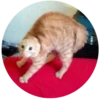 Lol cats (@catscontent) 16
