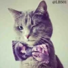 Cats? 27