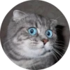 catsbySmol2 26