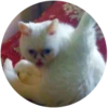Lol cats (@catscontent) 17