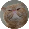 catsbySmol2 27