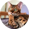 catsbySmol2 28
