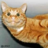 Cats? 29