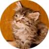 catsbySmol2 29