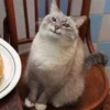 Cats&cats&cats&cats 3