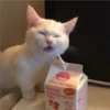 kitty tired ♡ 5