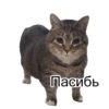 Cats&cats&cats&cats 4