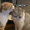 Cats&cats&cats&cats 5
