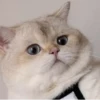 Cats (@t_stickers) 5