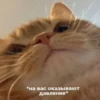 Cats&cats&cats&cats 7