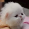 Cats (@t_stickers) 6