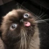 Cats (@t_stickers) 7