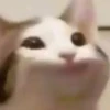 Cats (@t_stickers) 8