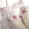 Cats (@t_stickers) 9