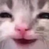 Cats (@t_stickers) 10