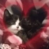 Cats (@t_stickers) 11