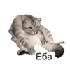Cats&cats&cats&cats 8