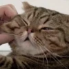 Cats (@t_stickers) 12