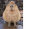 Больше стикеров: @capybarastiker 7