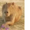 Больше стикеров: @capybarastiker 8