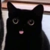 Cats (@t_stickers) 13