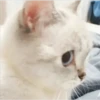 kitty tired ♡ 7