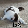 Cats&cats&cats&cats 11