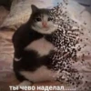 Cats&cats&cats&cats 12