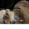 Больше стикеров: @capybarastiker 10