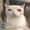 Cats (@t_stickers) 14