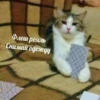 Cats&cats&cats&cats 13