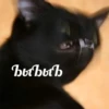 Cats&cats&cats&cats 14