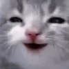 Cats:; 🐈‍⬛ by @kpopstickerssss 13