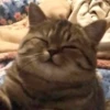 Cats (@t_stickers) 16