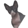 DEDOPOVAL 12