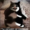Cats&cats&cats&cats 15