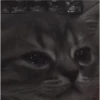 kitty sad ♡ 6