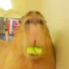 Больше стикеров: @capybarastiker 13
