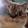Cats (@t_stickers) 17