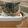 kitty sad ♡ 7