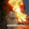 Больше стикеров: @capybarastiker 16