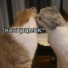 Cats&cats&cats&cats 17