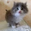 Котики (@i_Love_Akame) 16