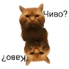 Cats&cats&cats&cats 19